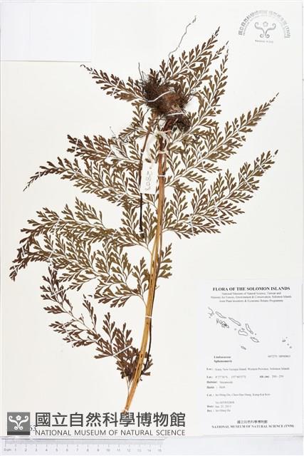 Accession Number:BP00863 Collection Image