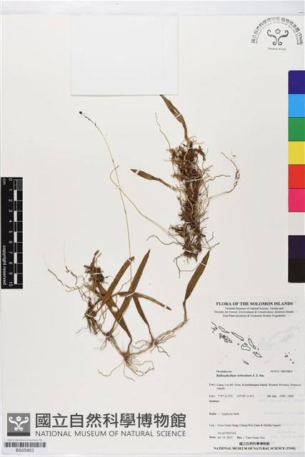 登錄號:BS05863藏品圖，第1張