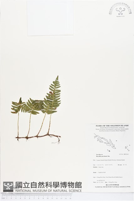 馬來陰石蕨藏品圖，第1張