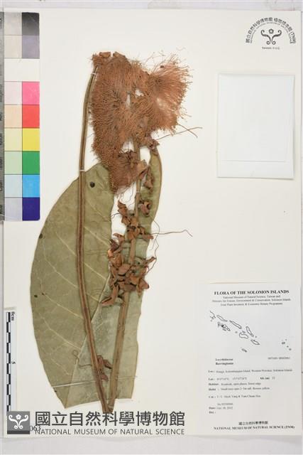 登錄號:BS02063藏品圖，第1張