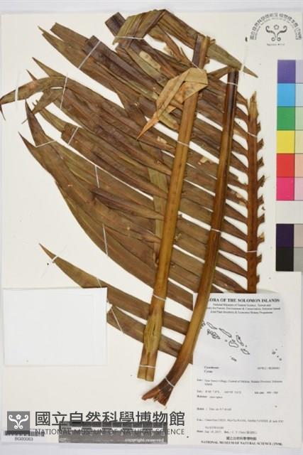 登錄號:BG00063藏品圖，第1張