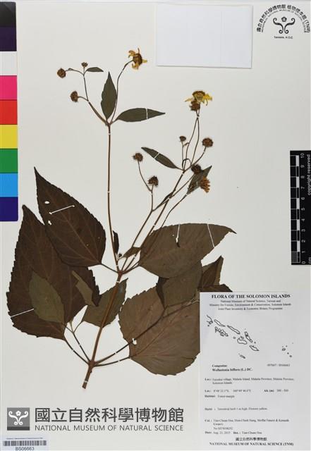 登錄號:BS06663藏品圖，第1張