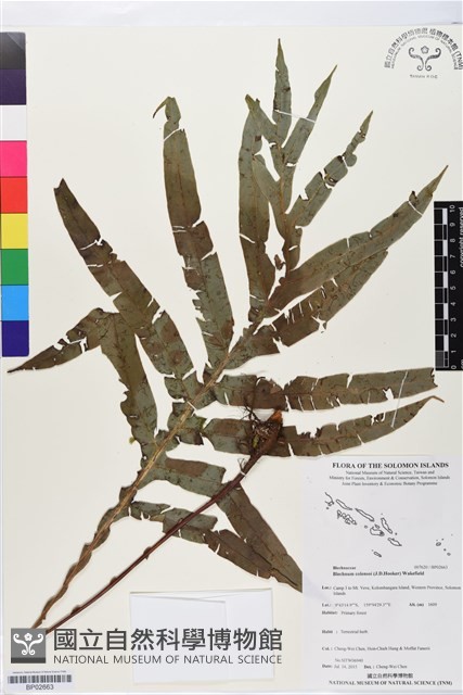 登錄號:BP02663藏品圖，第1張
