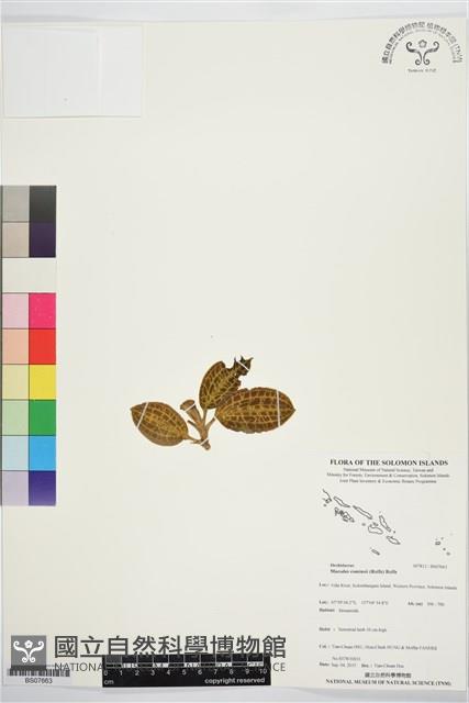 登錄號:BS07663藏品圖，第1張