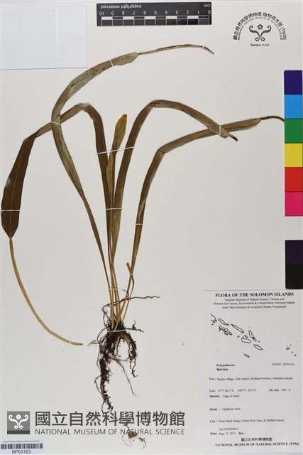 登錄號:BP03163藏品圖，第1張