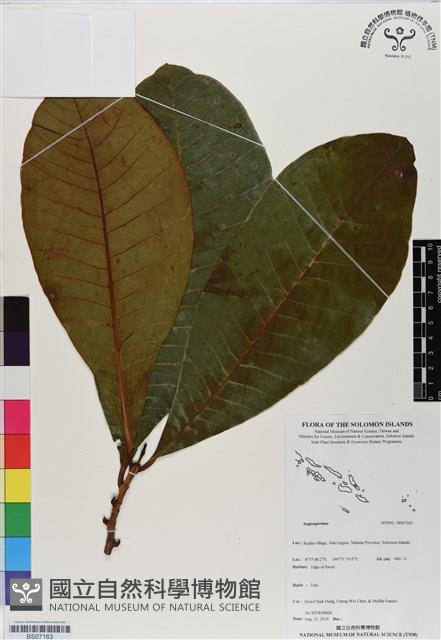 登錄號:BS07163藏品圖，第1張