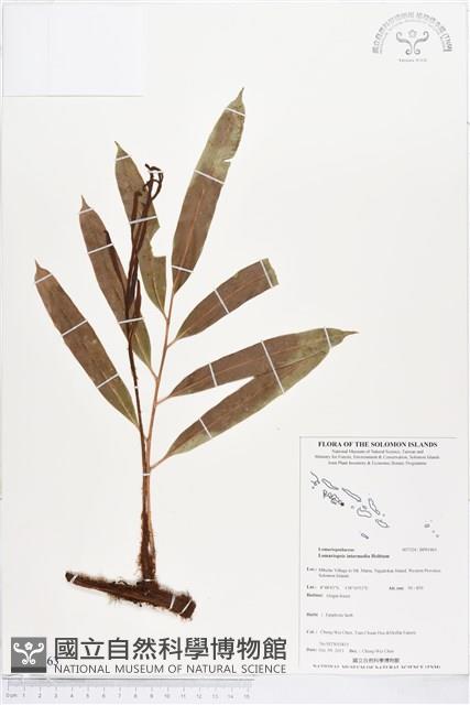 登錄號:BP01463藏品圖，第1張