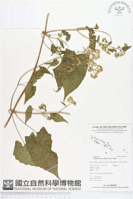 蔓澤蘭藏品圖，第1張