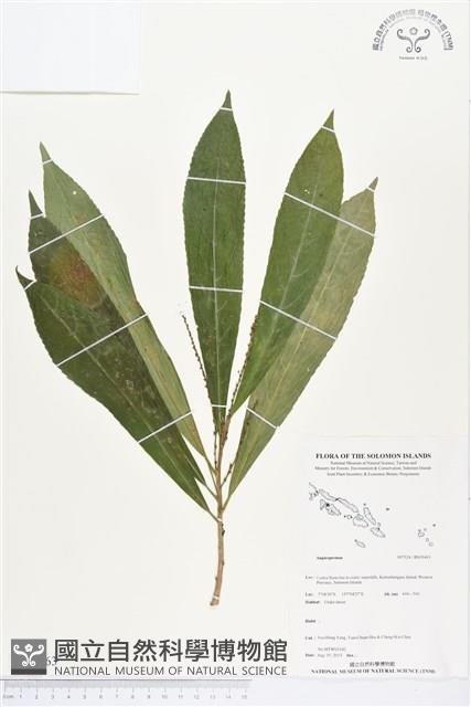 登錄號:BS03463藏品圖，第1張