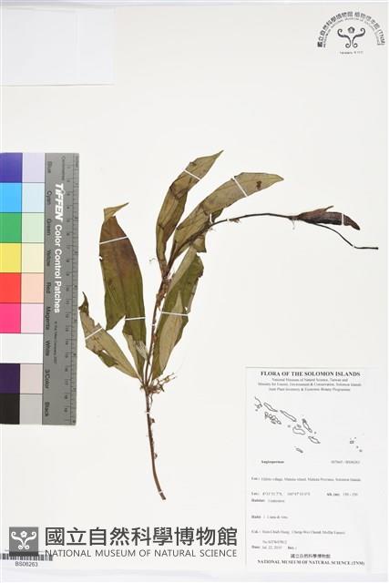 登錄號:BS06263藏品圖，第1張