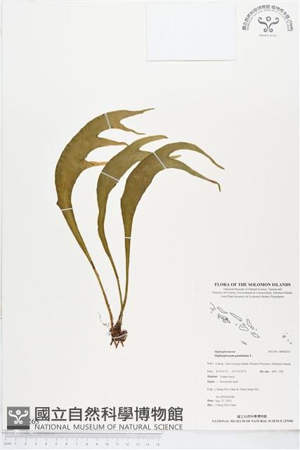 帶狀瓶爾小草藏品圖，第1張