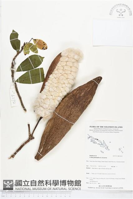 吉貝棉藏品圖，第1張