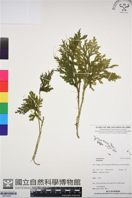 登錄號:BP03263藏品圖，第1張