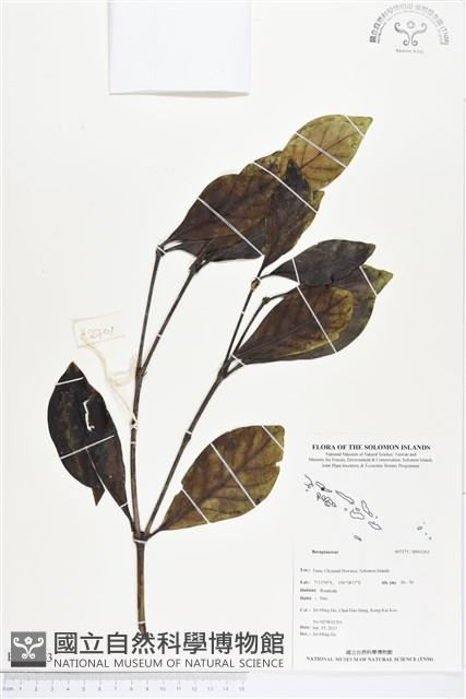 登錄號:BS03263藏品圖，第1張