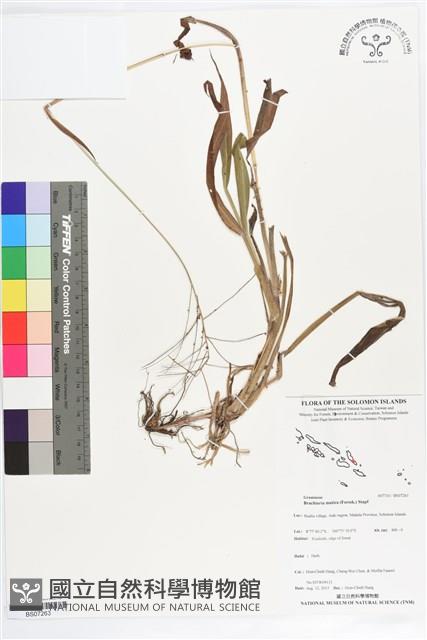 巴拉草藏品圖，第1張