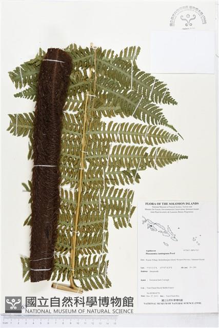 黃腺羽蕨藏品圖，第1張