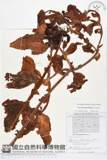 蒟蒻薯藏品圖，第1張