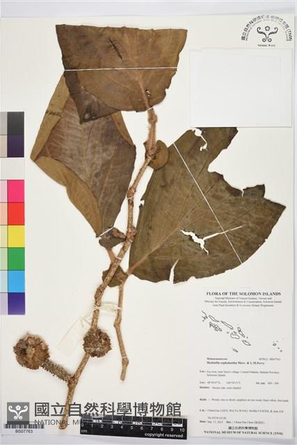 Accession Number:BS07763 Collection Image