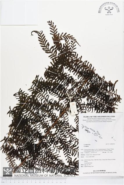 Accession Number:BP00563 Collection Image