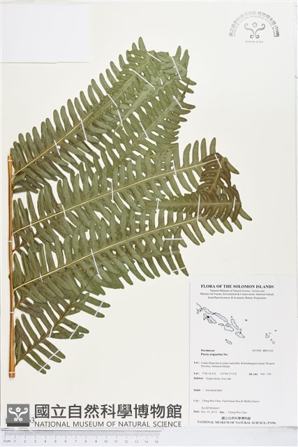 三腳鳳尾蕨藏品圖，第1張