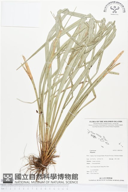 登錄號:BS01563藏品圖，第1張