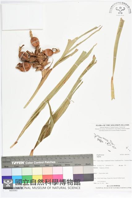 登錄號:BS05563藏品圖，第1張