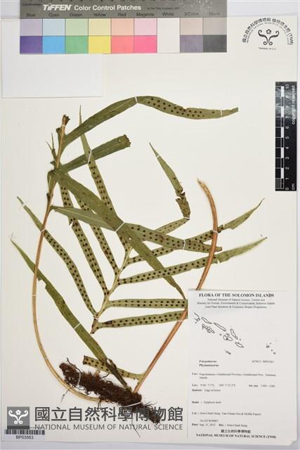 登錄號:BP03563藏品圖，第1張