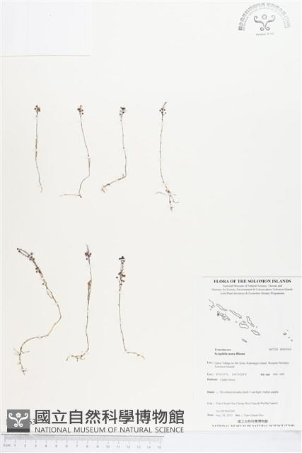 登錄號:BS03563藏品圖，第1張