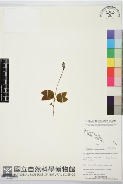 登錄號:BS07563藏品圖，第1張