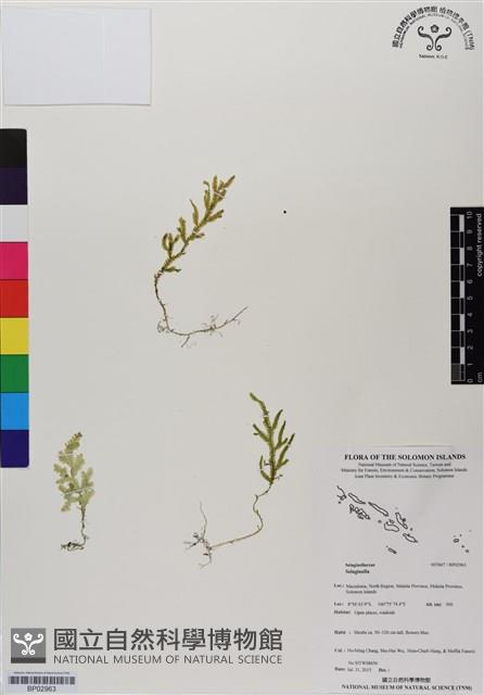 登錄號:BP02963藏品圖，第1張