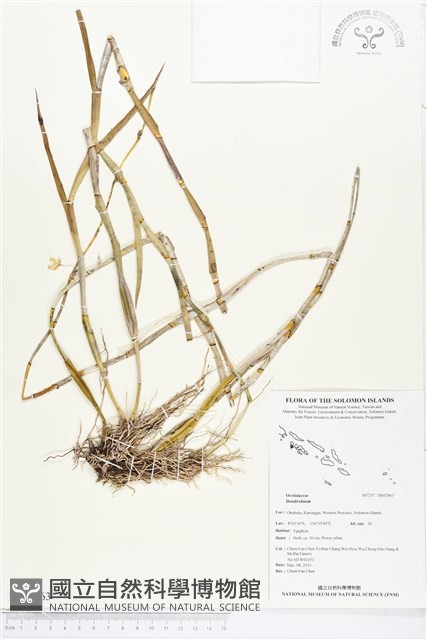 登錄號:BS02963藏品圖，第1張