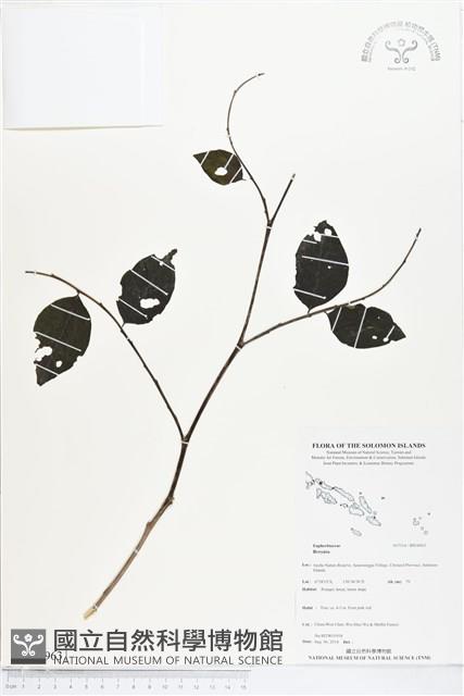 登錄號:BS04963藏品圖，第1張