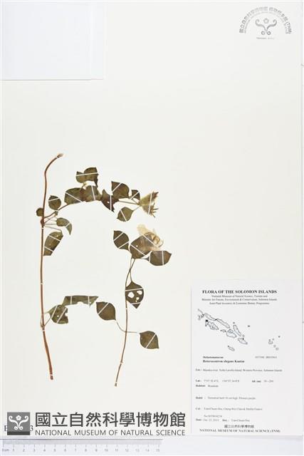 多花蔓性野牡丹藏品圖，第1張