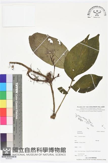 登錄號:BS06363藏品圖，第1張