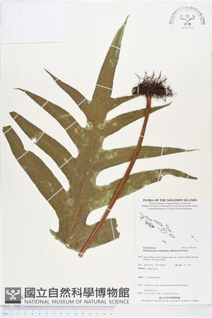 登錄號:BP01363藏品圖，第1張