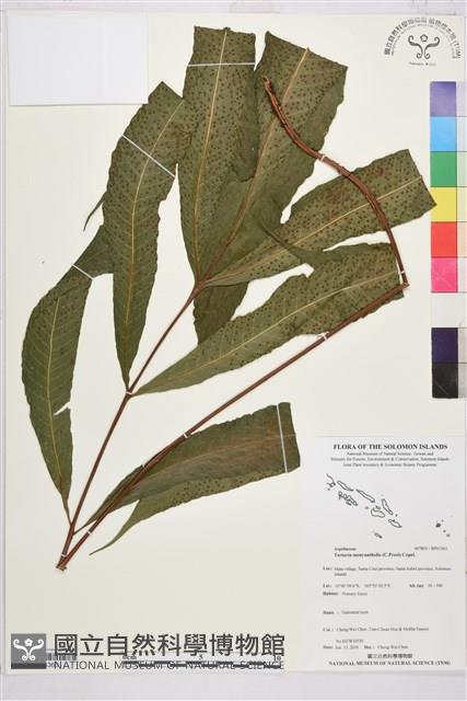 登錄號:BP03363藏品圖，第1張