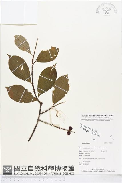 登錄號:BS03363藏品圖，第1張