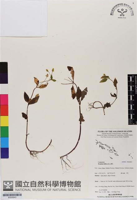 雙花蟛蜞菊藏品圖，第1張