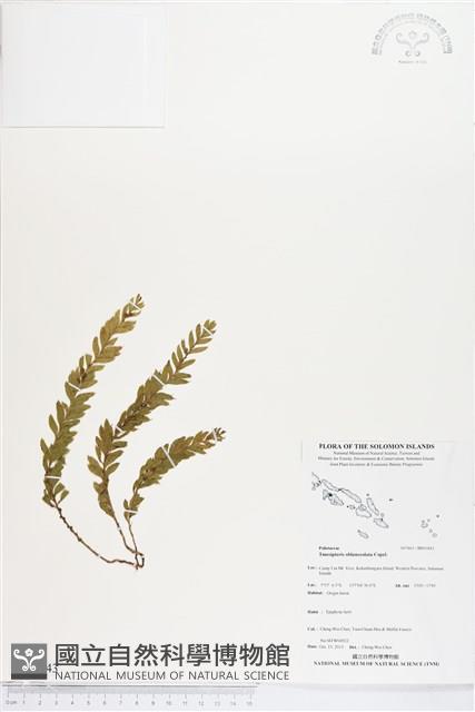 登錄號:BP01843藏品圖，第1張