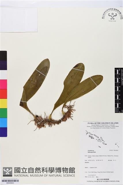登錄號:BS05843藏品圖，第1張