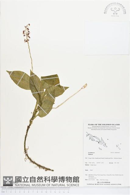 登錄號:BS04843藏品圖，第1張