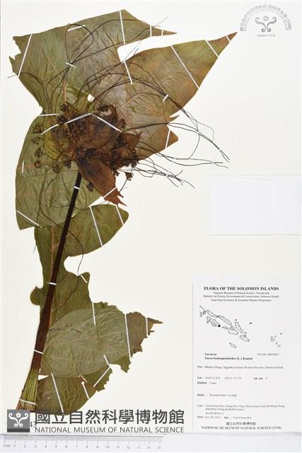 蒟蒻薯藏品圖，第1張