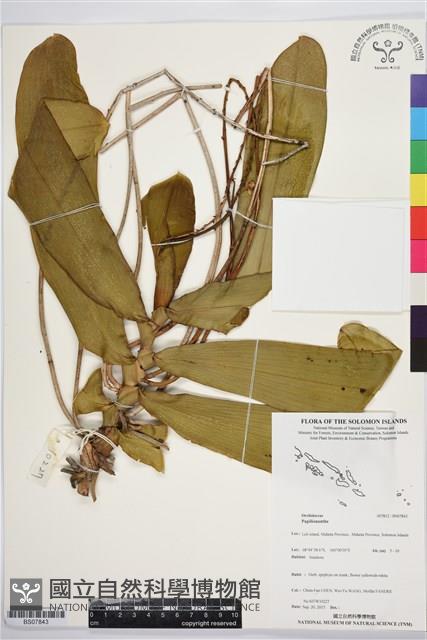 登錄號:BS07843藏品圖，第1張