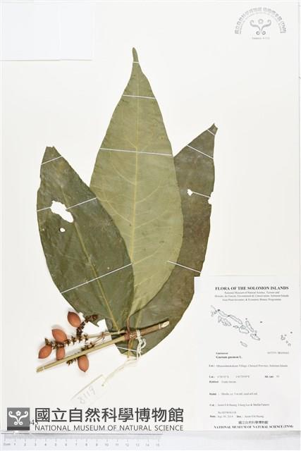 買麻樹藏品圖，第1張