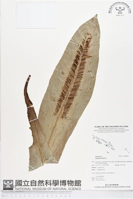 臺灣山蘇花藏品圖，第1張