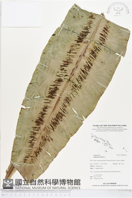 臺灣山蘇花藏品圖，第1張