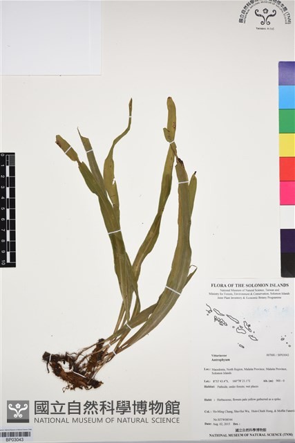 登錄號:BP03043藏品圖，第1張