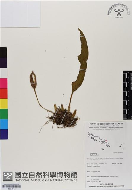 登錄號:BS07043藏品圖，第1張