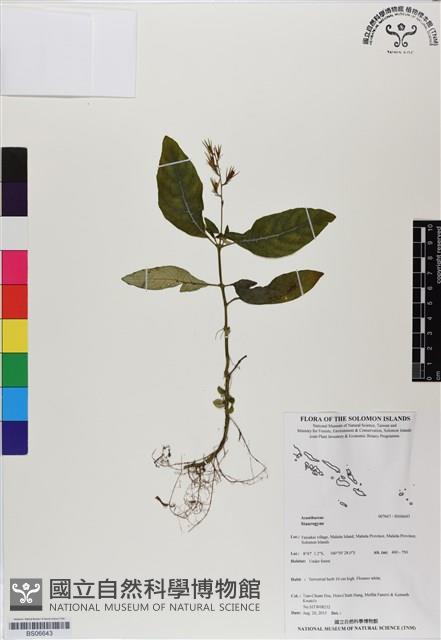 登錄號:BS06643藏品圖，第1張