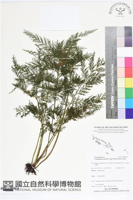 Accession Number:BP02643 Collection Image